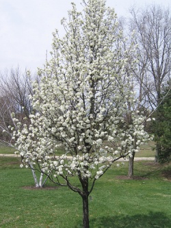 Cox Arboretum - April 2009 - Flowering Dogwood